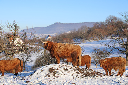 Scottish highland cattles in wintertime.