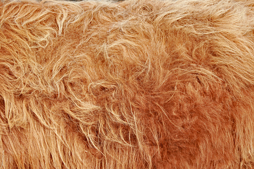 Scottish highland cattle fur