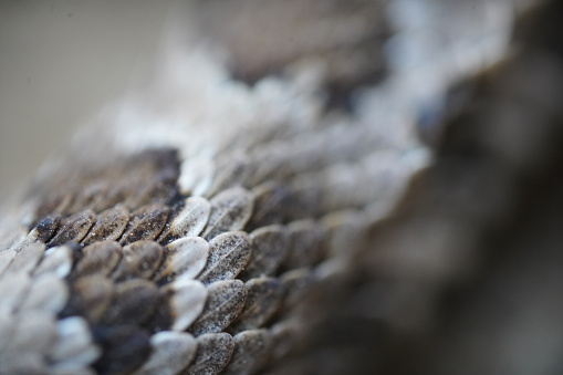 Close ups of a rattlesnake macro