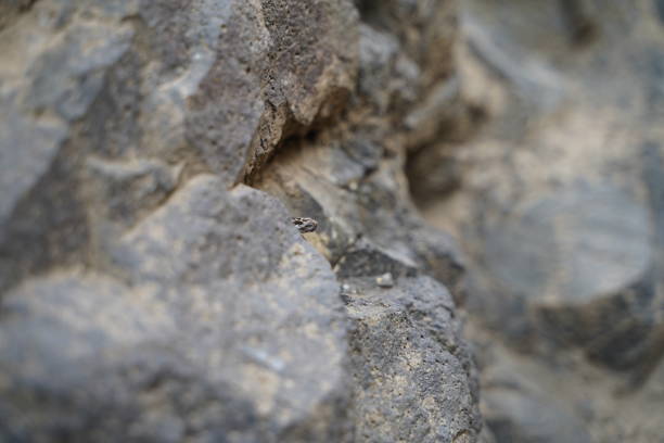istock Baby Rattlesnake 1466829180
