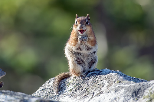 Chipmunk sitting on rock with hands to mouth and mouth open in northern Colorado, in western USA of North America. Nearest town is Walden, Colorado.