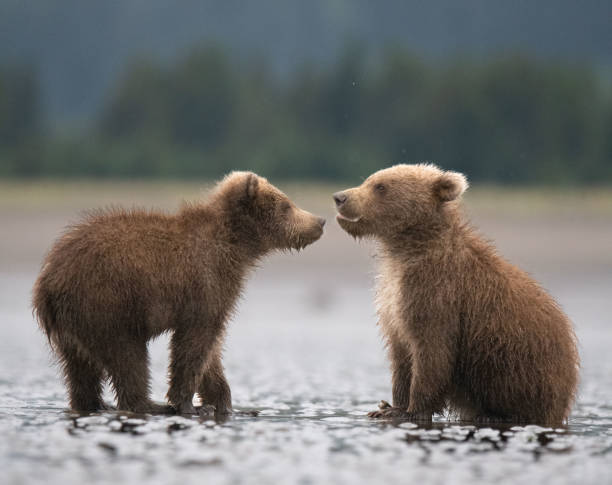 istock Two brown bear cubs stare at each other on the beach 1466830375