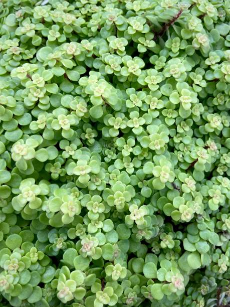 istock Group of green succulent plants background 1466830392