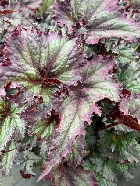 istock Purple and green begonia leaves 1466830453