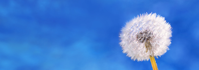 Dandelion, Taraxacum officinale, in the rays of the spring sun against the sky, close-up, background, banner with space for text