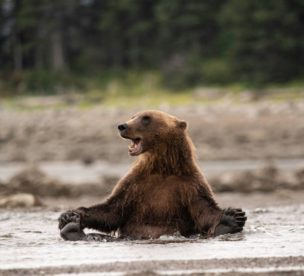 istock Bear sitting in the river enjoying the water. 1466830689
