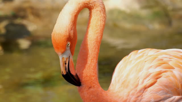 American flamingo
