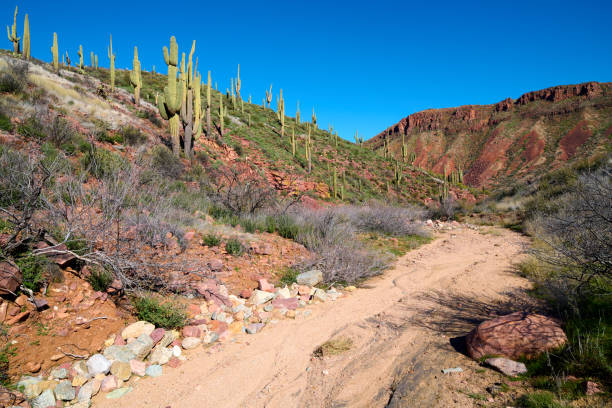 istock Sand wash with Saguaro Cactus growing on a rocky hillside. 1466832388
