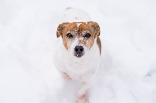 Portrait of a cute little purebred dog looking at the camera while standing in the cold snow of Canada in the winter. He is a Jack Russell Terrier breed pet dog.