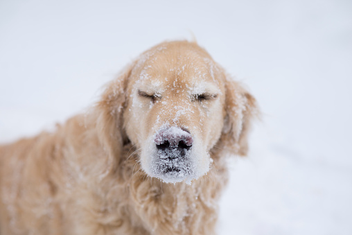 Closeup portrait of a cute purebred Golden Retriever pet dog who is sitting outdoors in the winter in a pile of snow after a blizzard.