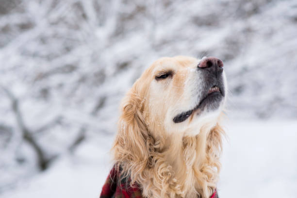 Closeup portrait of a cute purebred Golden Retriever pet dog who is sitting outdoors in the winter in a pile of snow after a blizzard.