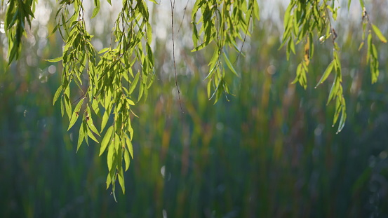 Willow tree close up