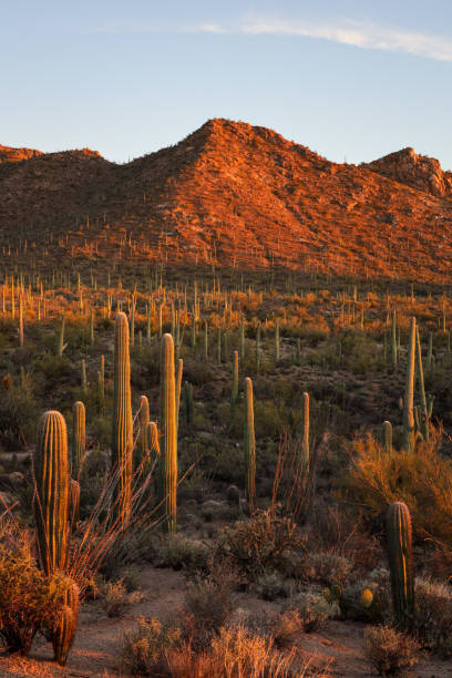 istock Saguaro National Park 1466836120