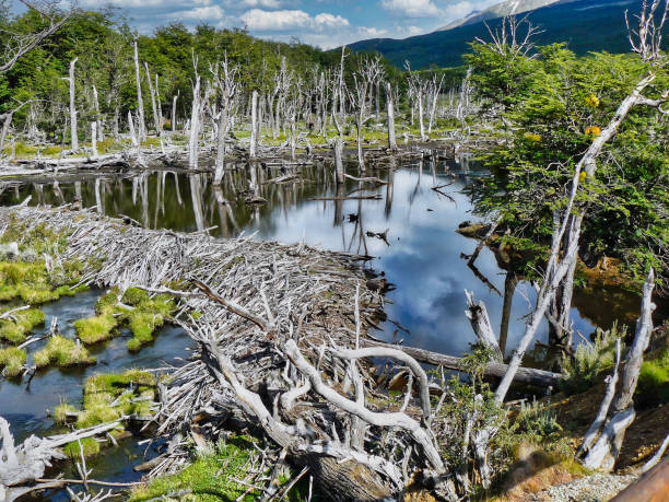 castorera em ushuaia, danos ecológicos - introduced species - fotografias e filmes do acervo