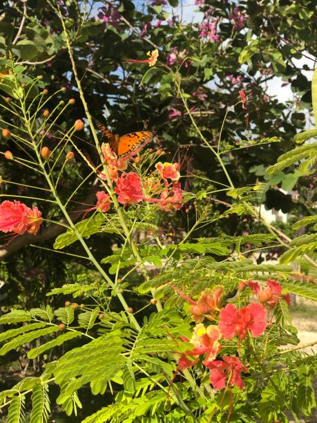 istock Pink Flowers in Daylight 1466841920
