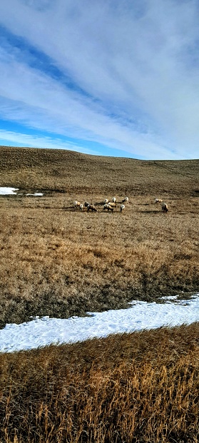 Big horn sheep badlands South Dakota