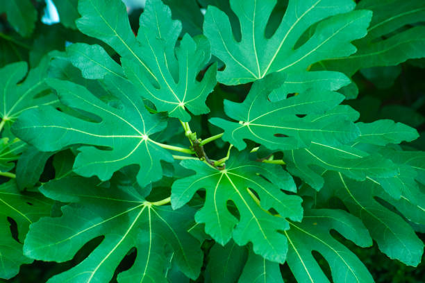istock a background full of green leaves 1466849213