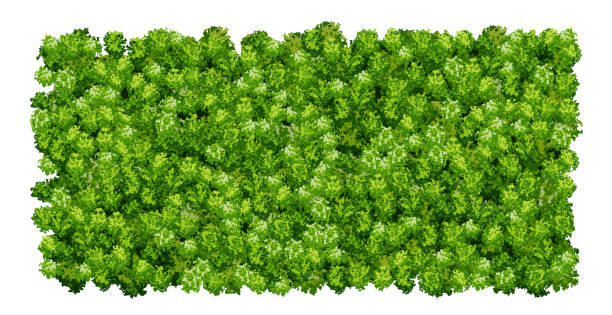zielony wzór ściany z teksturą mchu deszczowego izolowaną na białym tle - moss stock illustrations
