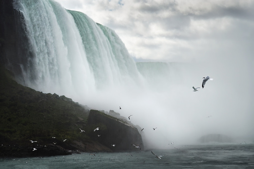 Birds flying at Niagara Falls. Ontario, Canada.