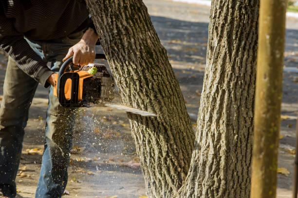 istock In order to clean the park, a municipal worker uses a chainsaw to cut down a tree 1466849588