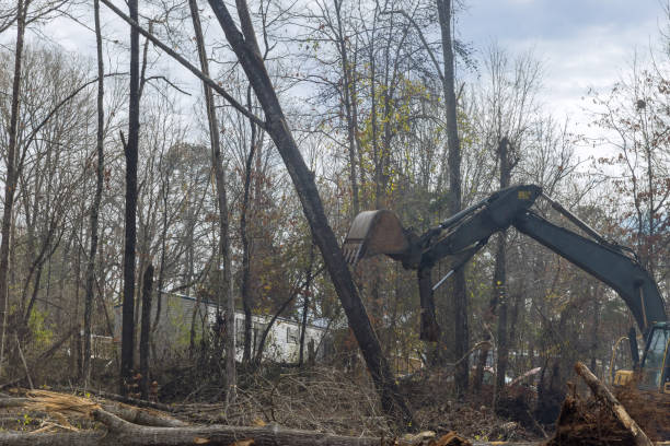 istock In a construction site that involved the subdivision of a housing development, skid steer tractor used to clear land and uproot trees that had been uprooted 1466849592