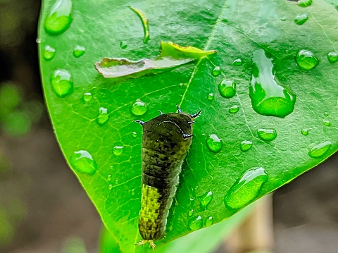 Caterpillars and Raindrops stuck on green leaves with natural Background and selective focus.