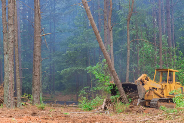 istock A tractor skid steer was used during the construction process in order to remove uprooted trees from the land in preparation for the subdivision development to take place 1466849730