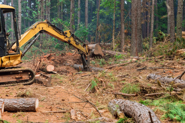 istock During the deforestation process, a tractor manipulator operates to uproot trees, lift logs, and prepare the land for housing construction construction. 1466849741