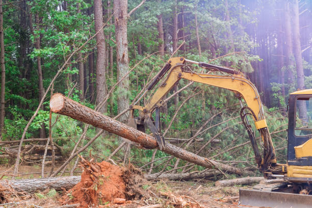 istock The work of deforestation was conducted using tractor manipulators which uprooted trees which lifted logs to prepare the land for the construction of housing. 1466849746