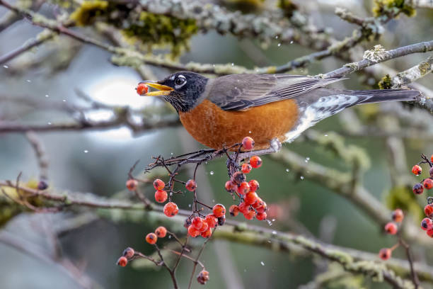 istock American Robin eating berries in a park 1466851655