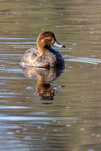 istock female redhead duck swimming in water 1466851696