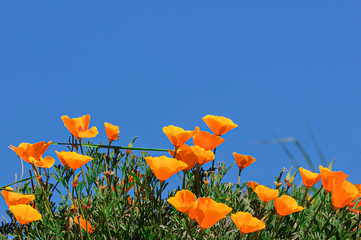 Hills with golden poppies in bloom. Beautiful California landscape with green mountains and cloudy sky on background