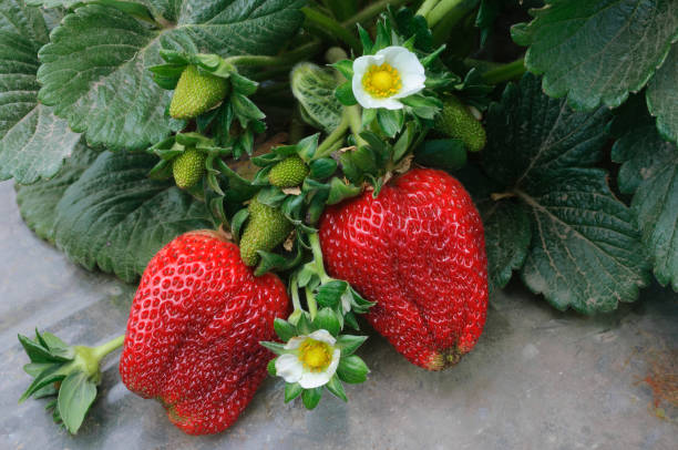 nahaufnahme der reifen-erdbeeren auf der rebe - strawberry vine stock-fotos und bilder