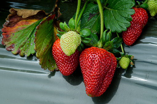 Close-up of ripening strawberries on the vine.

Taken in  Watsonville, California, USA