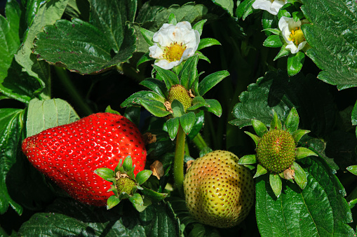 Strawberry plants and fruits growing in garden, some ripe and red, others green, gardener's delight - panorama / banner / header.