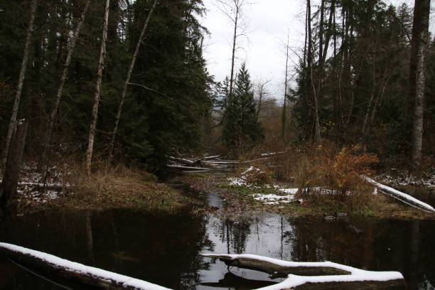 istock A pond surrounded by trees and red bushes 1466854495