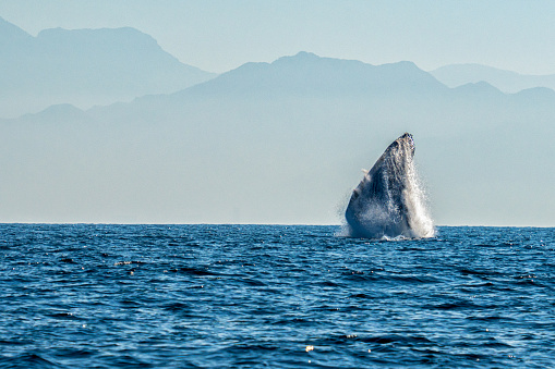 Male Humpback Whale Jumping From Water or Breaching on a Clear Day in Banderas Bay near Puerto Vallarta Mexico in the Pacific Ocean