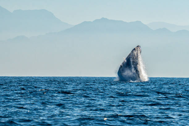 Male Humpback Whale Jumping From Water or Breaching on a Clear Day in Banderas Bay near Puerto Vallarta Mexico in the Pacific Ocean stock photo