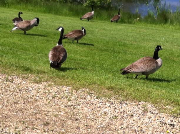 istock Canadian Geese 5 1466857486