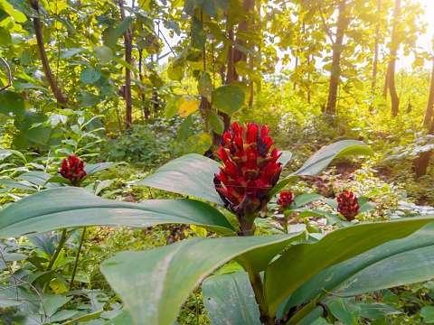 Costus barbatus or spiral ginger. This flower is red and has green leaves