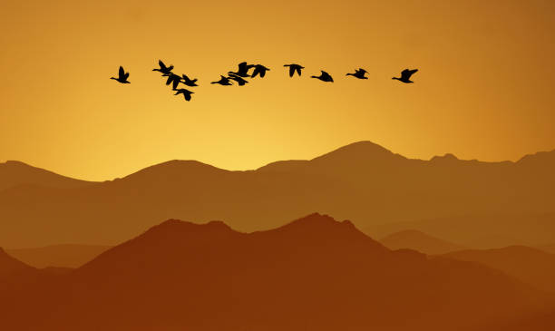 istock Orange sky on sunset or sunrise with flying birds panoramic view 1466860769