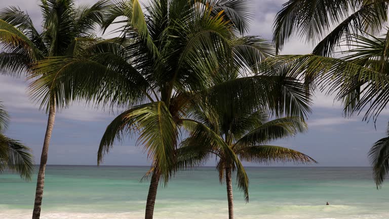 Palm Tree Ocean View