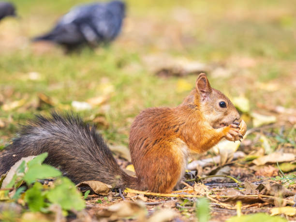 istock Autumn squirrel with nut sits on green grass with fallen yellow leaves 1466862526