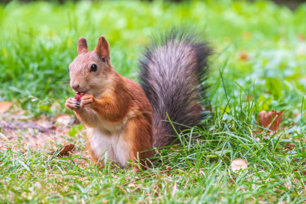 istock Autumn squirrel with nut sits on green grass with fallen yellow leaves 1466862527