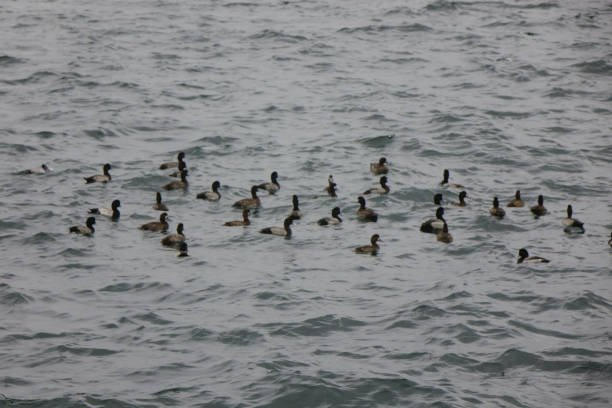 istock Seabirds drifting in the sea where the cold wind blows 1466862573