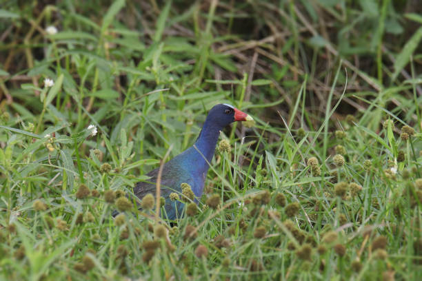 istock Purple Gallinule (porphrio martinicus) standing in tall grass 1466862641