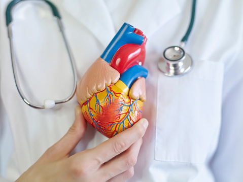Doctor Holding a human heart model