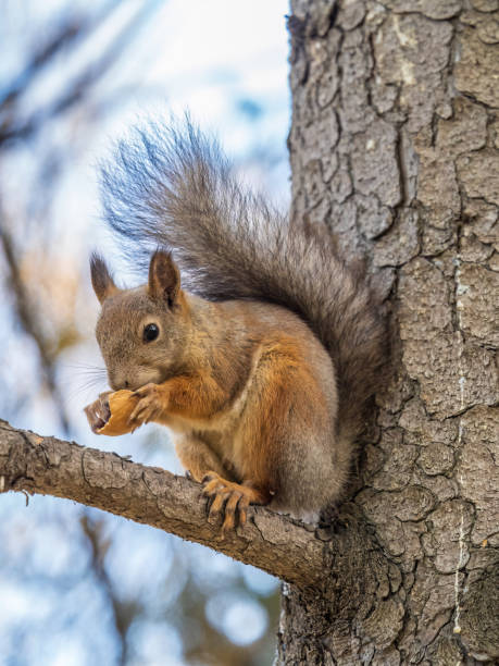 istock The squirrel with nut sits on tree in the autumn. Eurasian red squirrel, Sciurus vulgaris. 1466865010