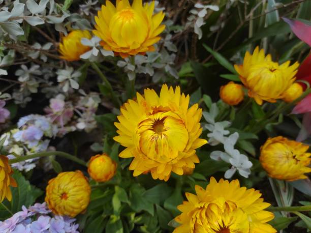 istock Strawflower 'Cottage Yellow' or Bracteantha bracteata 1466866029