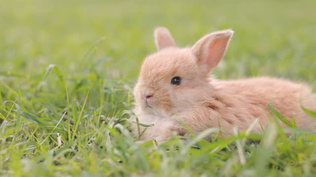 Little brown rabbit on green grass.